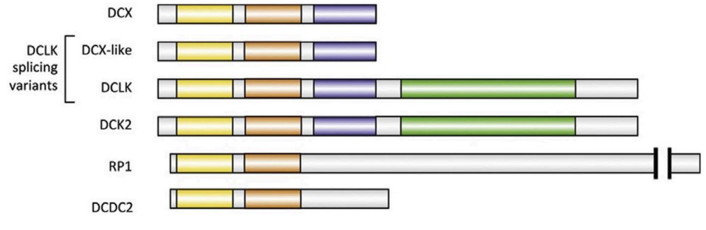 Major human paralogs of DCX.jpg